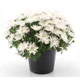 KRIZANTEMA VELKO CVETNA L22