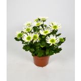 KRIZANTEMA ZELENA L12