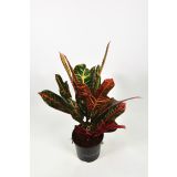 KROTON EXCELLENT L13