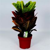 ZELENA RASTLINA KROTON PETRA L19