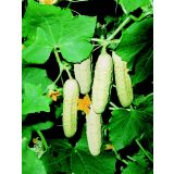 PLODOVKE L'ORTO FRUTTIFERO KUMARICA WHITE WONDER 1/1 F1 L10
