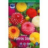 L DALIJA POMPON MEŠANICA BARV