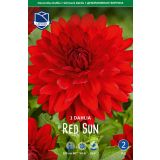 L DALIJA RED SUN