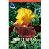 L IRIS (PERUNIKA) DANTE'S INFERNO