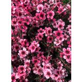 LEPTOSPERMUM L15