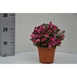 LEPTOSPERMUM L15