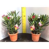 OLEANDER L18 L18