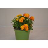 STRUKTURNA CVETOČA RASTL. LANTANA GRM L14