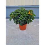 STRUKTURNA CVETOČA RASTL. LANTANA GRM L17