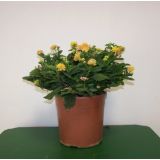 STRUKTURNA CVETOČA RASTL. LANTANA GRM L18