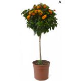 STRUKTURNA CVETOČA RASTL. LANTANA NA STEBLU L18