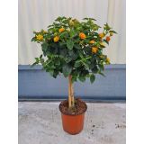 STRUKTURNA CVETOČA RASTL. LANTANA NA STEBULU L17