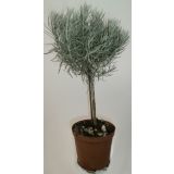 SMILJ LAŠKI NA STEBLU L14