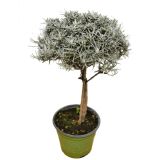 SMILJ LAŠKI NA STEBLU L14