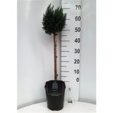 IGLAVEC LAWSONOVA PACIPRESA ELLWOODII NA STEBLU L21