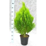 PACIPRESA LAWSONOVA ERECTA AUREA L21