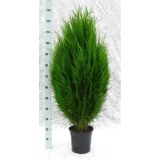 IGLAVEC LAWSONOVA PACIPRESA ERECTA VIRIDIS L24