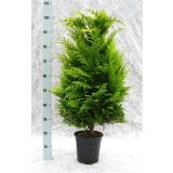 PACIPRESA LAWSONOVA STARDUST L21