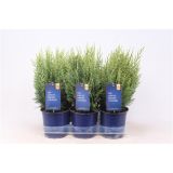 PACIPRESA LAWSONOVA WHITE SPOT L15