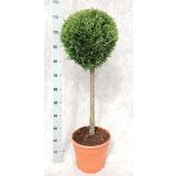 IGLAVEC LAWSONOVA PACIPRESA WHITE SPOT L28