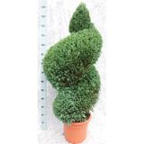 IGLAVEC LAWSONOVA PACIPRESA WHITE SPOT L30