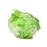 LISTNA ZELENJAVA L'ORTO FRUTTIFERO LEDENKA TARDIVA 8/1 BAUREGARD KULTIPAK