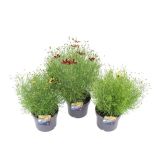 LEPE OČKE COREOPSIS VERTICILLATA MIX L17