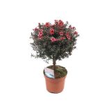 LEPTOSPERMUM SCOPARIUM L19 VIŠ 60CM