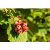 LESKA TONDA DI GIFFONI L11