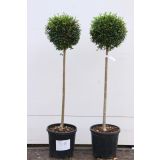 GRMOVNICA OKRASNA V LIST. LIGUSTRUM JONANDRUM NA STEBLU