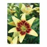 LILIJA HOLLAND BULB MARKET AZIJSKA LATVIA