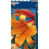 LILIJA HOLLAND BULB MARKET AFRIŠKA KRALJICA