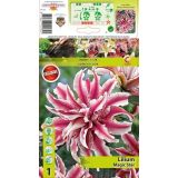 LILIJA HOLLAND BULB MARKET MAGIC STAR ORIENTA