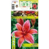 LILIJA HOLLAND BULB MARKET RDEČA