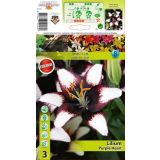 LILIJA HOLLAND BULB MARKET VIJOLIČNO SRCE