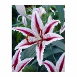 LILIJA HOLLAND BULB MARKET ORIENTAL DIZZY