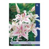 LILIJA HOLLAND BULB MARKET ORIENTALSKA MUSCADET