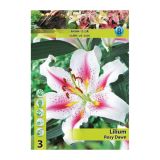 LILIJA HOLLAND BULB MARKET ORIENTALSKA ROSY DAWN