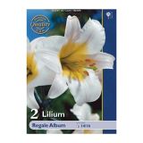 LILIJA HOLLAND BULB MARKET REGALE ALBUM