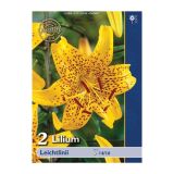 LILIJA HOLLAND BULB MARKET SP. LEICHTLINII