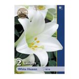 LILIJA HOLLAND BULB MARKET WHITE HEAVEN