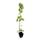 LISTAVEC LIPA TILIA CORDATA L13 VIŠ 50 CM