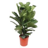 FIKUS LIRASTOLISTI L34