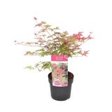 JAVOR ACER PALMATUM BENI-MAIKO L19