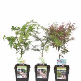 LISTAVEC ACER PALMATUM MIX 25/30