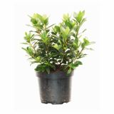 LISTAVEC AZALEJA KONIGSTEIN