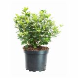 LISTAVEC AZALEJA SNEEPERLE