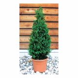 LISTAVEC BUXUX SEMPERVIRENS ARBORESCENS 5L 40-45 CM