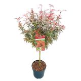 JAVOR JAPONSKI-SHAINA L29