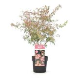 LISTAVEC JAPONSKI JAVOR-TAYLOR